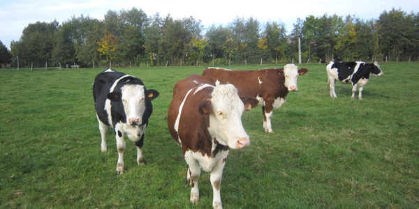 vaches paysage
